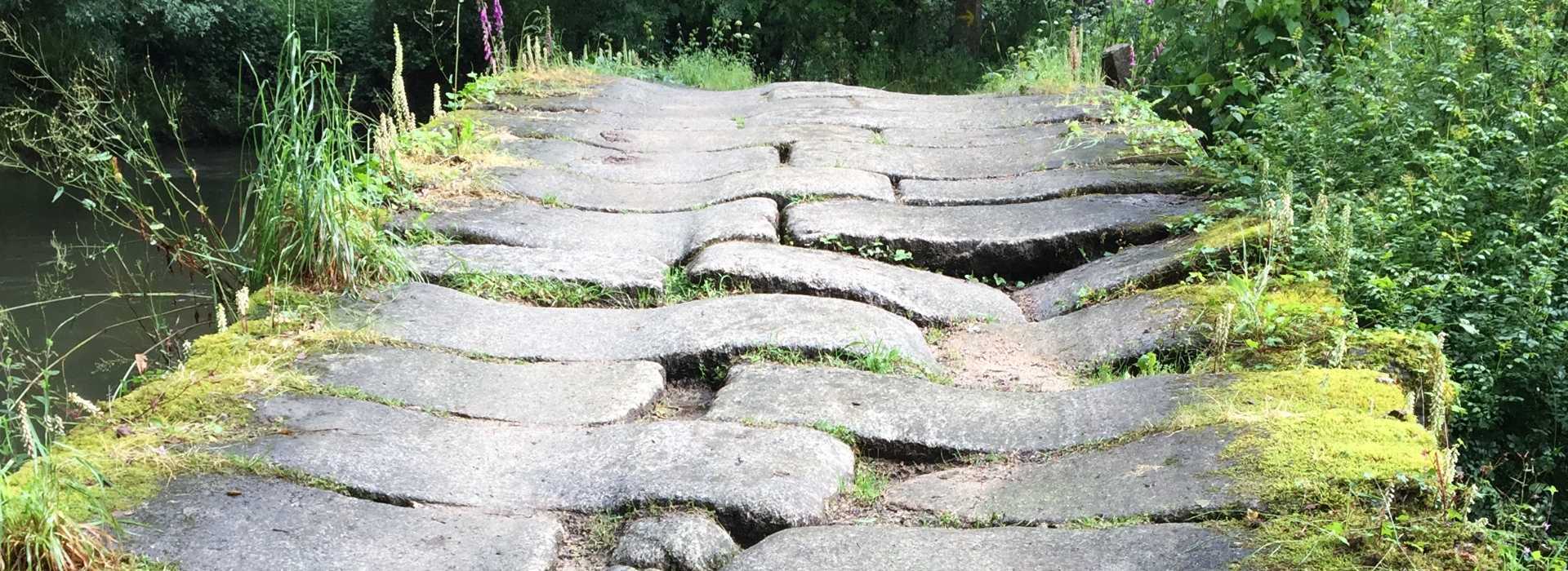 Das Bild zeigt eine Blume, die durch den Asphalt gewachsen ist. Es steht als Symbol für Resilienz.